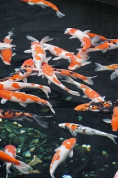 湖中锦鲤