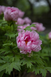 牡丹微距特写 层层叠叠花瓣细节花卉摄影