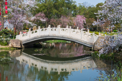 中国湖北武汉东湖樱花园
