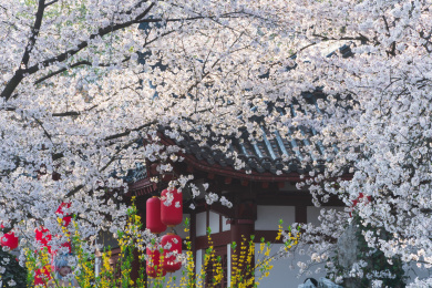 中国湖北武汉东湖樱花园