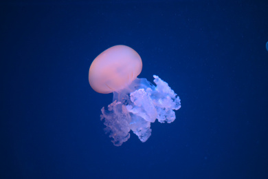 水族馆内的水母和海蜇