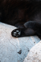 一只黑猫的猫爪特写