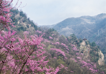 半山云烟半山紫河南老君洞18万亩紫荆花海