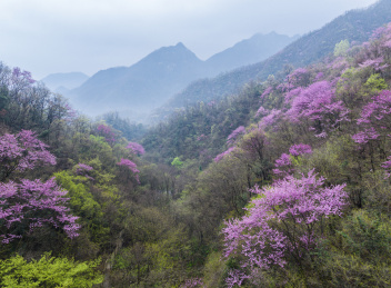 半山云烟半山紫河南老君洞18万亩紫荆花海