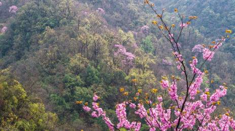 半山云烟半山紫河南老君洞18万亩紫荆花海
