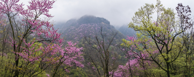 半山云烟半山紫河南老君洞18万亩紫荆花海