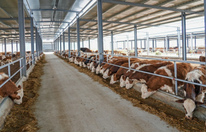 现代农场肉牛养殖农业畜牧动物饲养牛肉