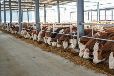 现代农场肉牛养殖农业畜牧动物饲养牛肉