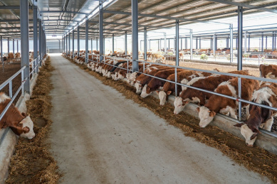 现代农场肉牛养殖农业畜牧动物饲养牛肉