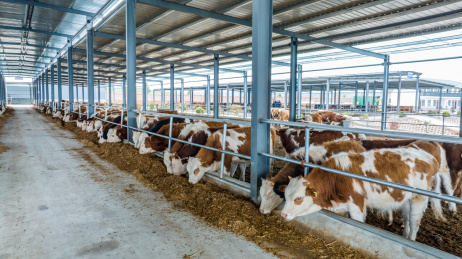 现代农场肉牛养殖农业畜牧动物饲养牛肉