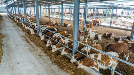 现代农场肉牛养殖农业畜牧动物饲养牛肉