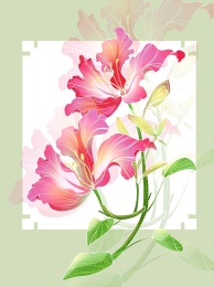 国潮花卉之紫荆花