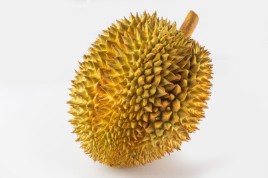 白底上的一整颗完整的泰国金枕榴莲特写