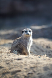 沙地上站立的细尾獴