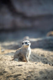 沙地上站立的细尾獴