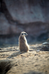 沙地上站立的细尾獴