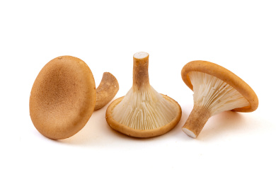 猪肚菌食材特写