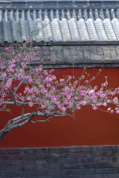 故宫碧桃花