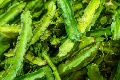 东南亚马来西亚吉隆坡四角豆