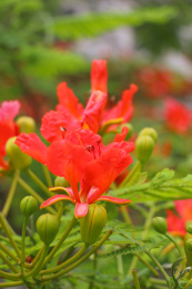 初夏毕业季来临火红的凤凰花盛开