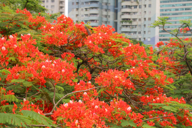 初夏毕业季来临火红的凤凰花盛开