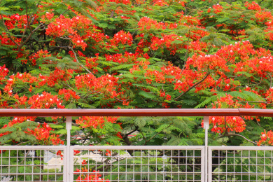 初夏毕业季来临火红的凤凰花盛开