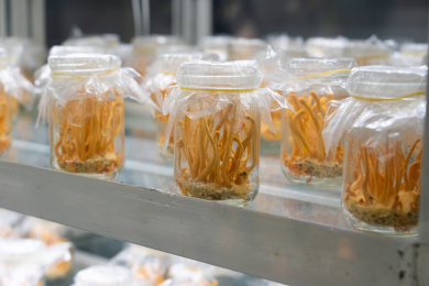 培育室里的虫草花北冬虫夏草