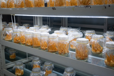 培育室里的虫草花北冬虫夏草