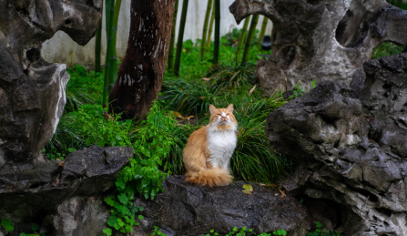 公园里仰望的小猫