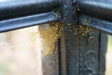 金属围栏上旁的群体小蜘蛛