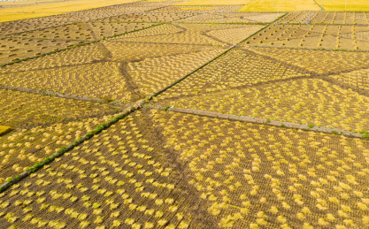 航拍五常市正在收割和为收割的水稻田