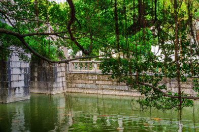 福州西禅寺的大榕树