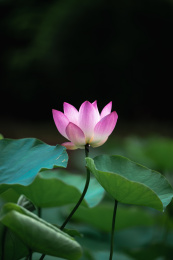 池塘荷花