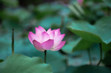 池塘荷花