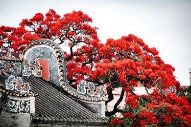 中国广东省广州市白云区周氏大宗祠凤凰花