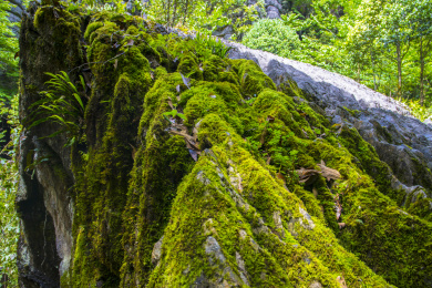 湖北恩施索布垭石林