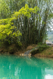榕树与绿色溪水