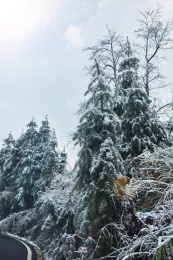 被雪覆盖的绿色植物