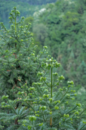 福建上杭白砂国有林场杉木嫩枝特写