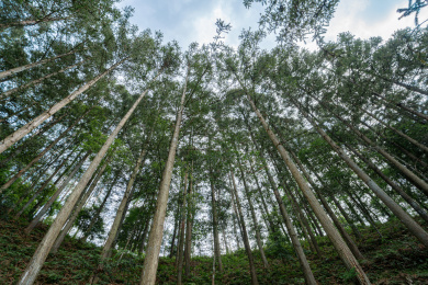 仰拍福建上杭白砂国有林场杉木林