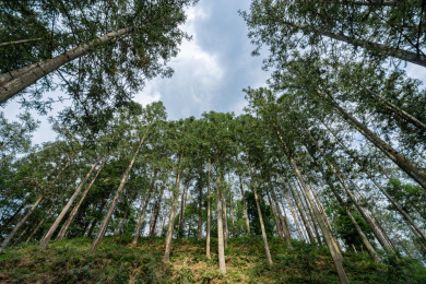 仰拍福建上杭白砂国有林场杉木林