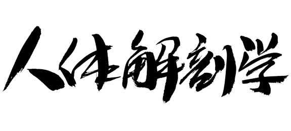 人体解剖学中药名称手写书法字体