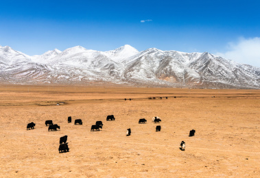 中国西藏念青唐古拉山下的羌塘草原风光