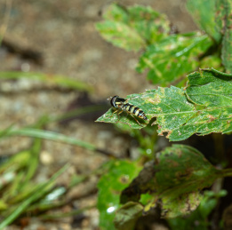 树叶上的黄胡蜂特写镜头