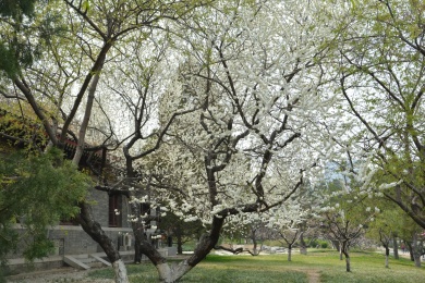 春天公园中的山桃花