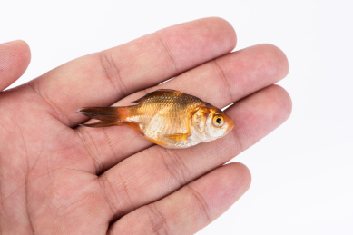 手上一条死去的金鱼