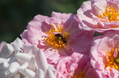 蜜蜂与盛开的蔷薇花