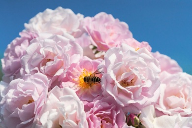 蜜蜂与盛开的蔷薇花