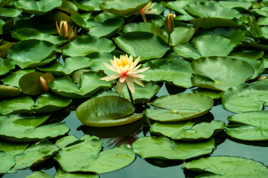 夏日 睡莲花开 池塘绿色