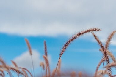 草地生长的狼尾草